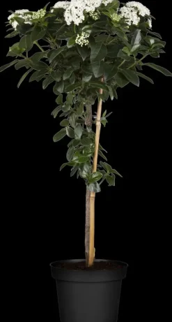 Viburnum tinus (Viburnum)