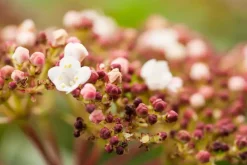 Viburnum tinus (Viburnum)