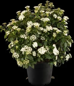 Viburnum tinus (Viburnum)