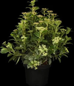 Viburnum tinus (Viburnum)