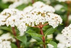 Viburnum tinus (Viburnum)