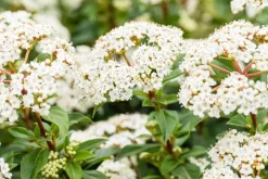 Viburnum tinus (Viburnum)