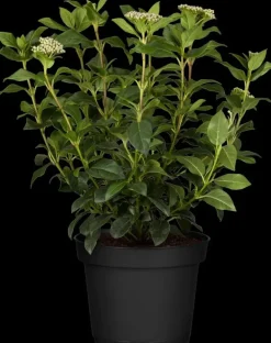 Viburnum tinus (Viburnum)