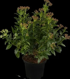 Viburnum tinus (Viburnum)