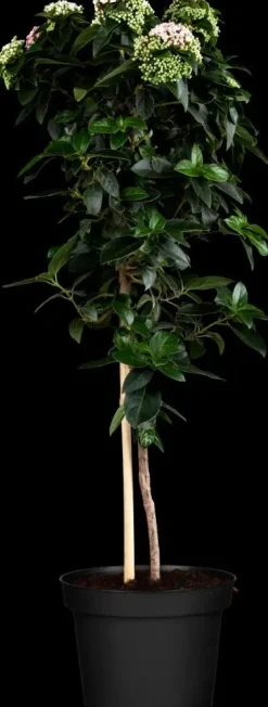 Viburnum tinus (Viburnum)