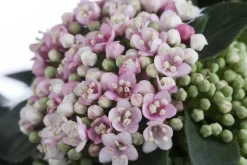Viburnum tinus (Viburnum)