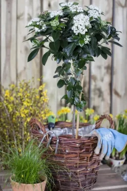Viburnum tinus (Viburnum)