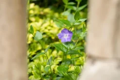 Vinca major (Grote maagdenpalm)