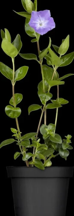 Vinca major (Grote maagdenpalm)