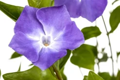 Vinca major (Grote maagdenpalm)