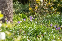 Vinca major (Grote maagdenpalm)