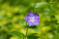 Vinca major (Grote maagdenpalm)