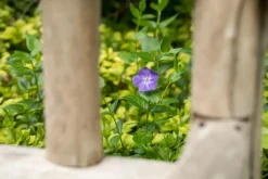 Vinca major (Grote maagdenpalm)