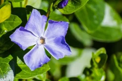 Vinca major (Grote maagdenpalm)