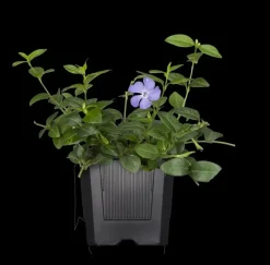 Vinca major (Grote maagdenpalm)