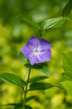 Vinca major (Grote maagdenpalm)