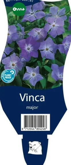 Vinca major (Grote maagdenpalm)