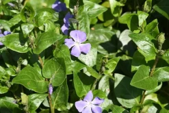 Vinca major (Grote maagdenpalm)
