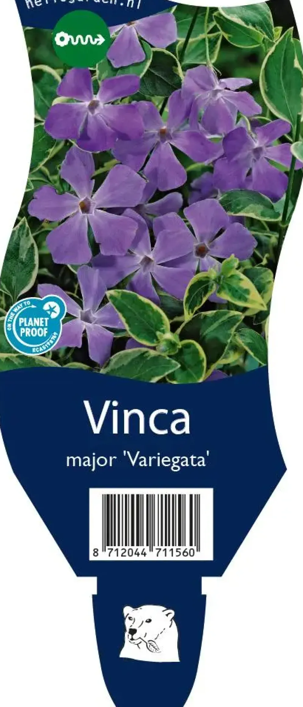 Vinca major variegata (Grote maagdenpalm)