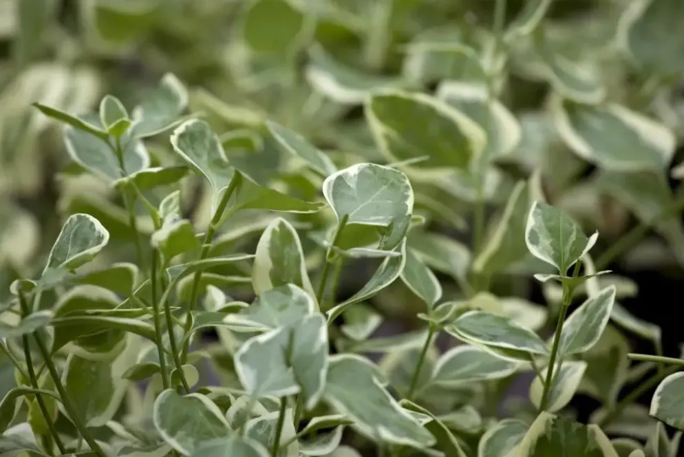 Vinca major variegata (Grote maagdenpalm)