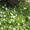 Vinca minor 'Alba' (Kleine maagdenpalm)