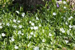 Vinca minor 'Alba' (Kleine maagdenpalm)