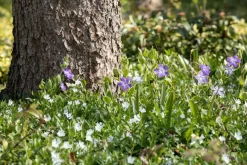 Vinca minor 'Alba' (Kleine maagdenpalm)