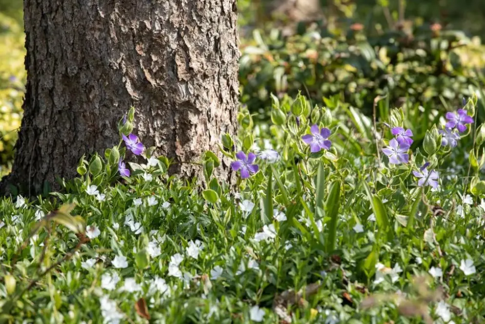 Vinca minor 'Alba' (Kleine maagdenpalm)