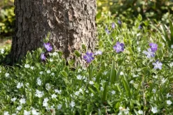 Vinca minor 'Alba' (Kleine maagdenpalm)