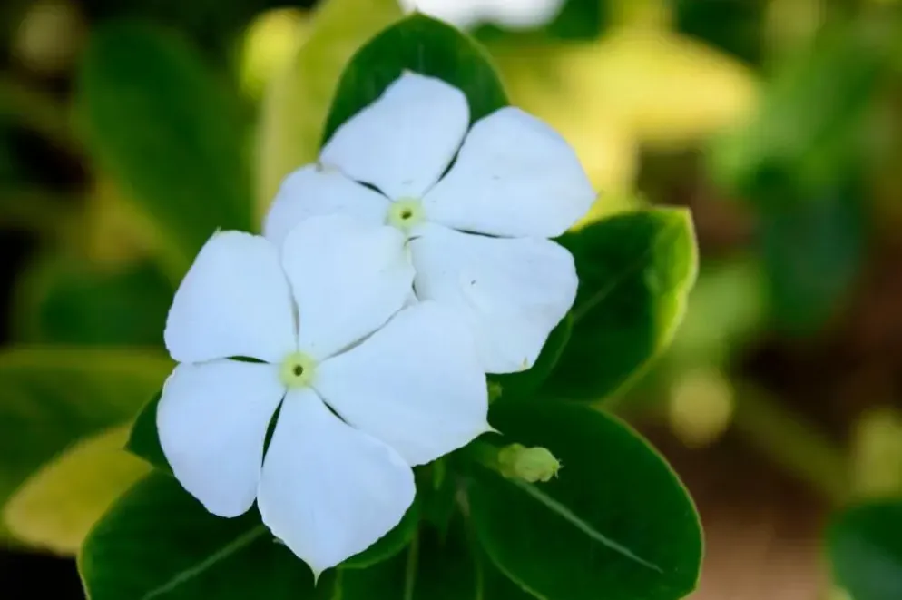 Vinca minor 'Alba' (Kleine maagdenpalm)