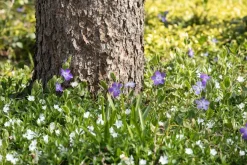 Vinca minor 'Alba' (Kleine maagdenpalm)