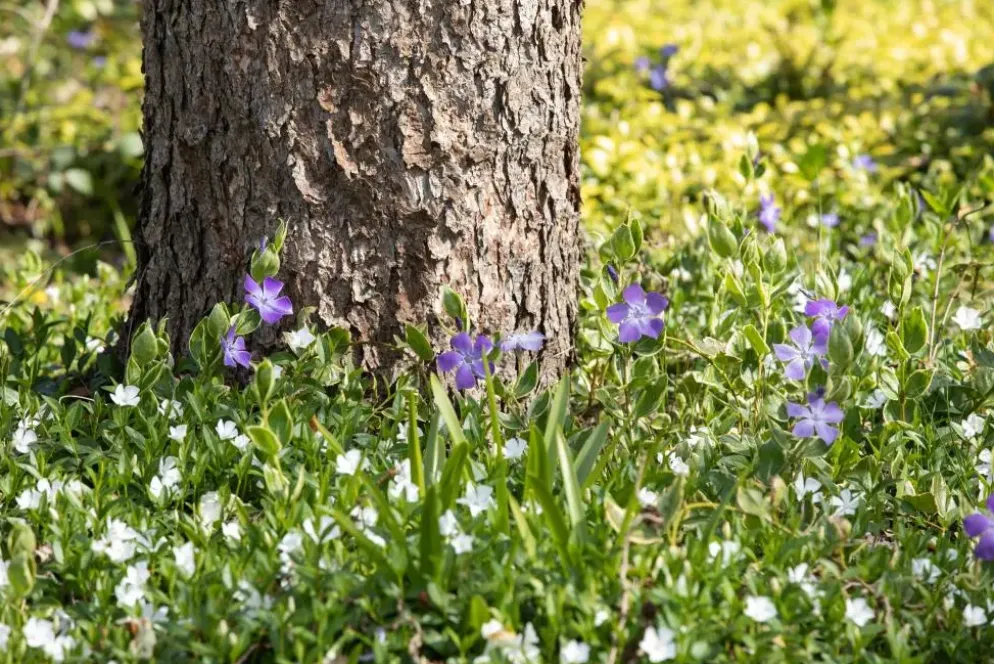 Vinca minor 'Alba' (Kleine maagdenpalm)