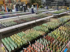 Vinca minor 'Alba' (Kleine maagdenpalm)