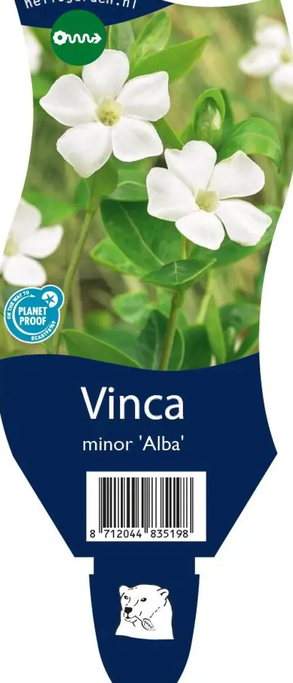 Vinca minor 'Alba' (Kleine maagdenpalm)