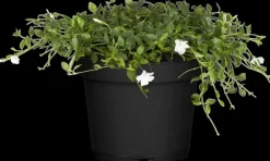 Vinca minor 'Alba' (Kleine maagdenpalm)