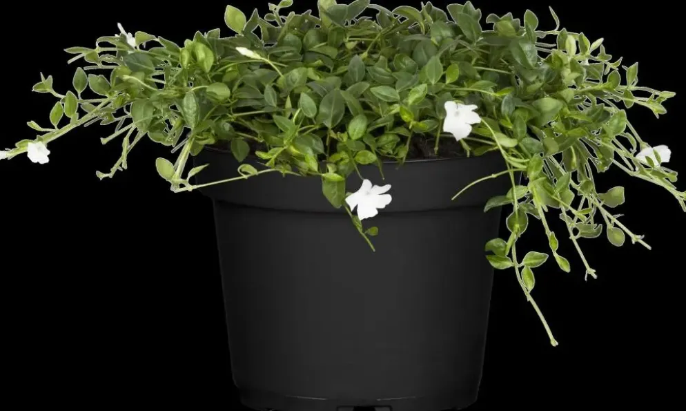 Vinca minor 'Alba' (Kleine maagdenpalm)