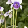 Viola hederacea (Klimopviooltje)
