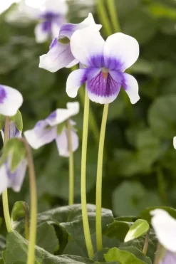 Viola hederacea (Klimopviooltje)