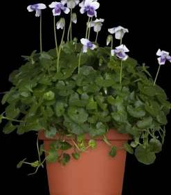 Viola hederacea (Klimopviooltje)