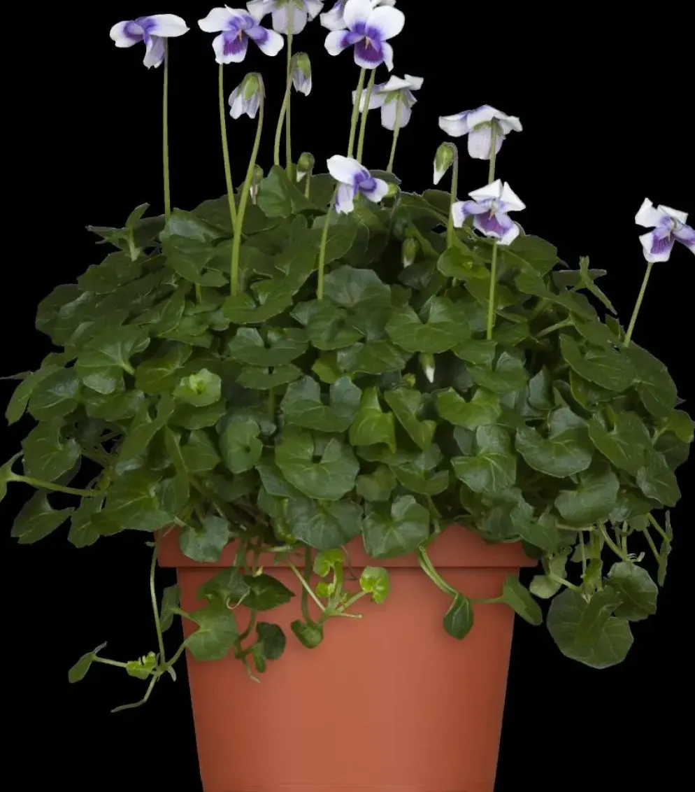 Viola hederacea (Klimopviooltje)