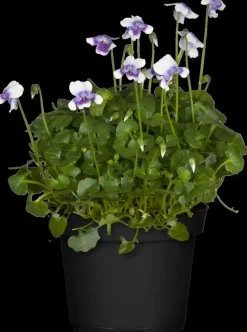 Viola hederacea (Klimopviooltje)