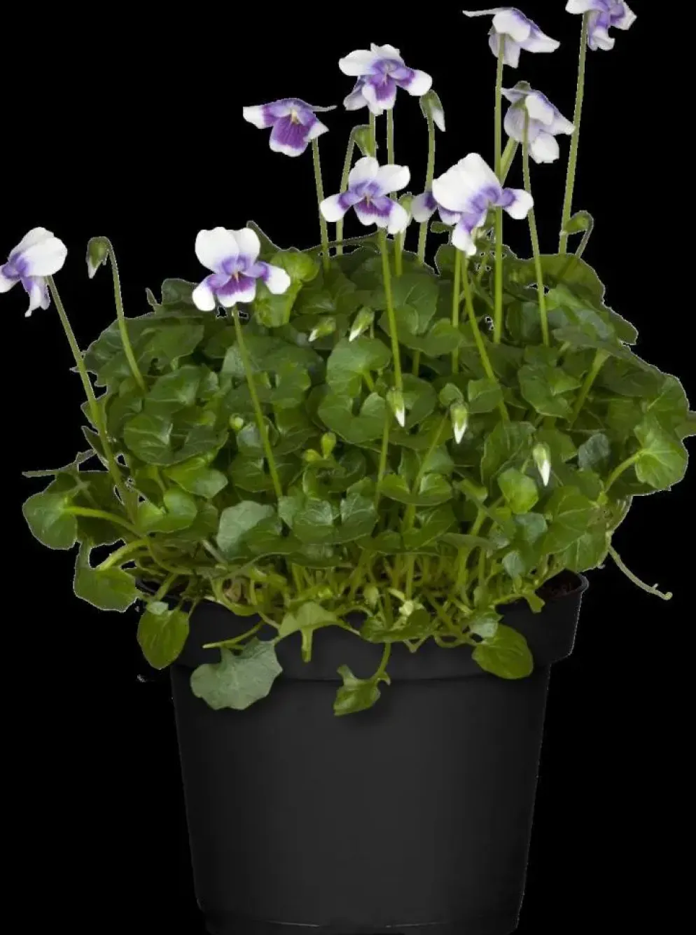 Viola hederacea (Klimopviooltje)