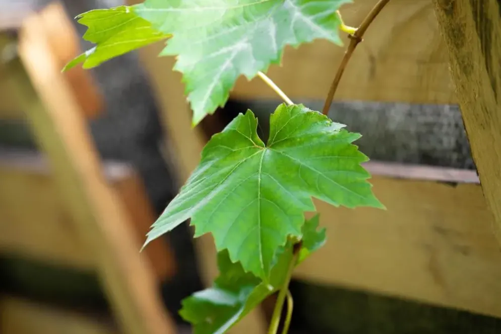 Vitis (Druif)