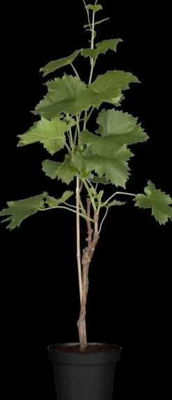 Vitis (Druif)