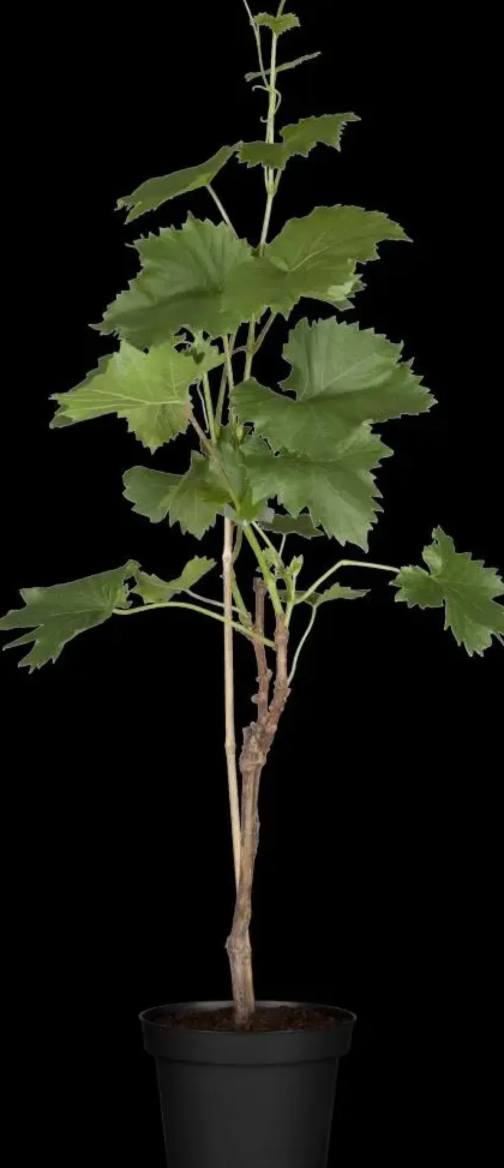 Vitis (Druif)
