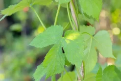 Vitis (Druif)