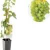 Vitis vinifera 'Fanny' (Druif) fruitplant 60cm