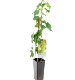 Vitis vinifera 'Fanny' (Druif) fruitplant 60cm