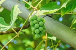 Vitis vinifera 'Fanny' (Druif) fruitplant 60cm