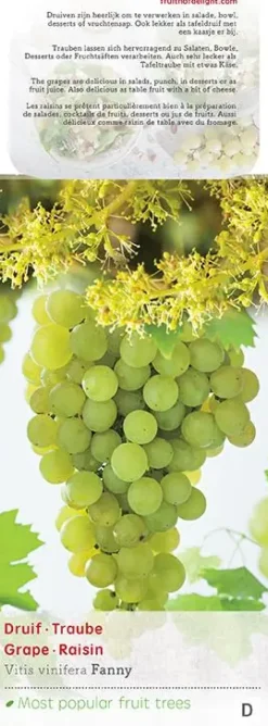 Vitis vinifera 'Fanny' (Druif) fruitplant 60cm